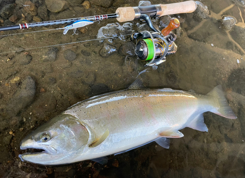 サクラマスの釣果