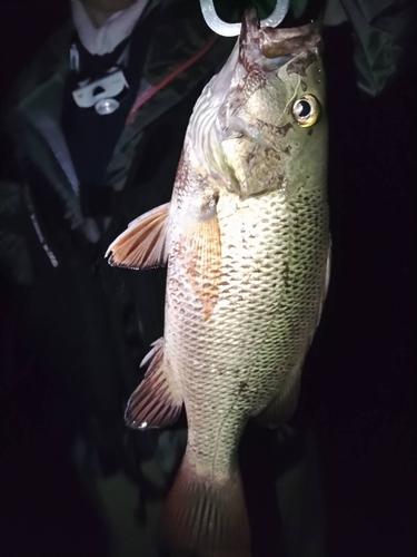 ゴマフエダイの釣果