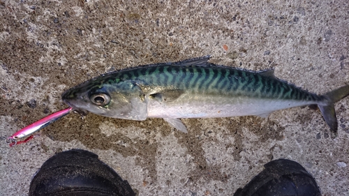 サバの釣果