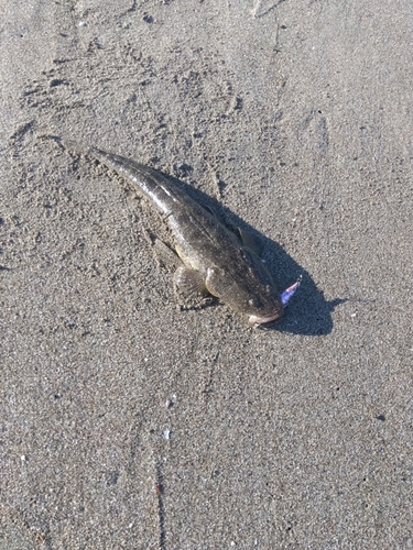 マゴチの釣果