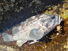 クロソイの釣果