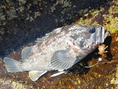 クロソイの釣果