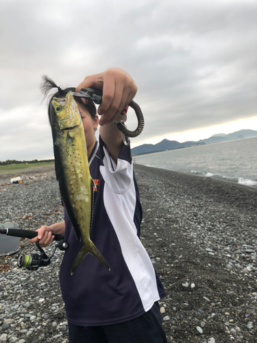 シイラの釣果