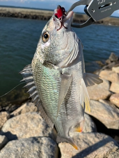 キビレの釣果