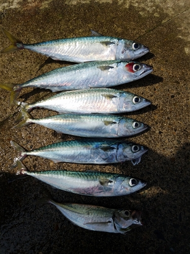 サバの釣果