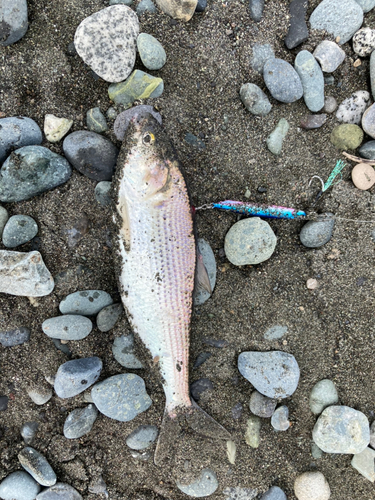 コノシロの釣果