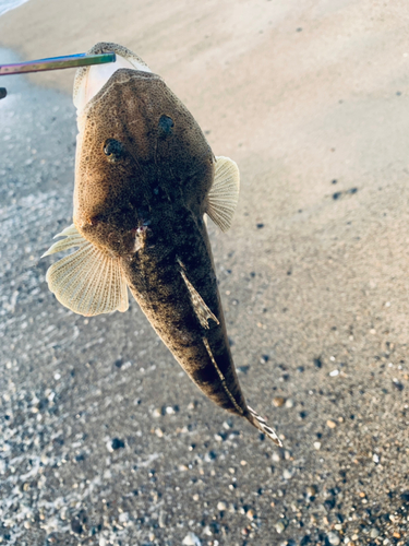 マゴチの釣果