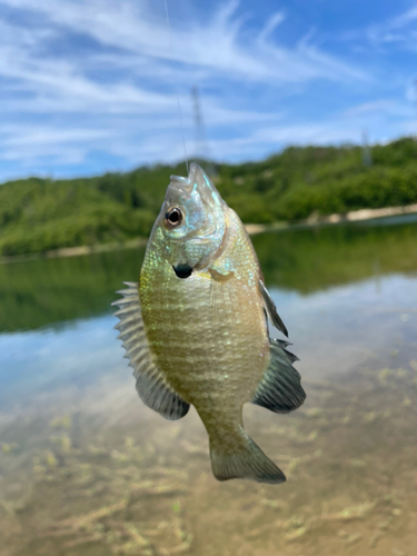 ブルーギルの釣果