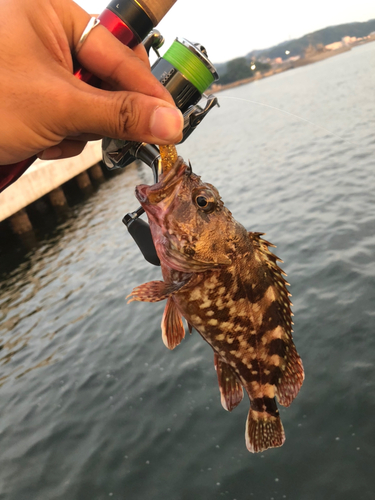 アラカブの釣果