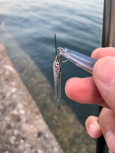 ダツの釣果