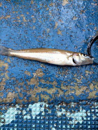 キスの釣果