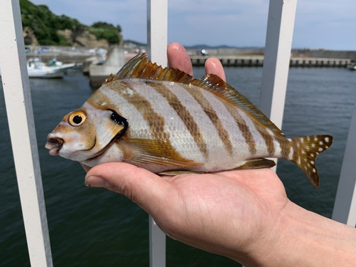 タカノハダイの釣果