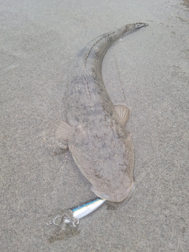 マゴチの釣果