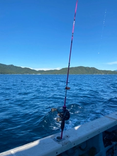 ケンサキイカの釣果