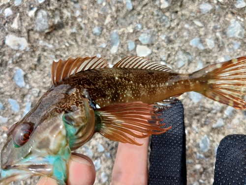 アナハゼの釣果