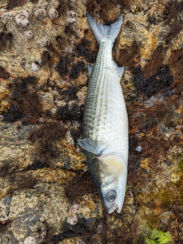 ボラの釣果