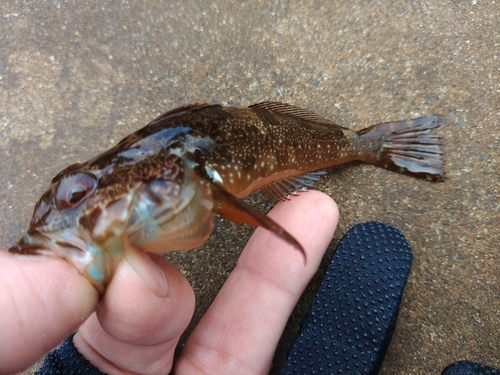 アナハゼの釣果