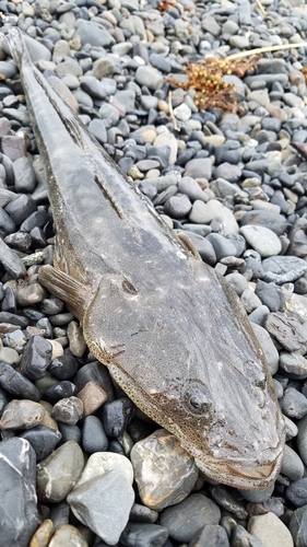 マゴチの釣果