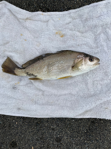 シログチの釣果