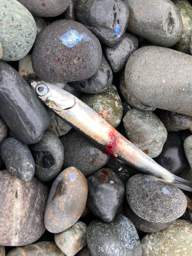 イワシの釣果