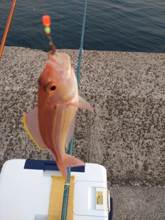 イトヨリダイの釣果