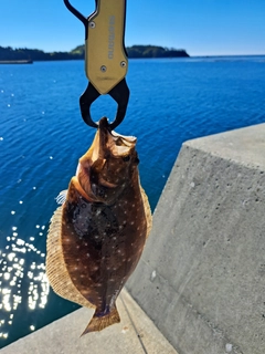 ソゲの釣果