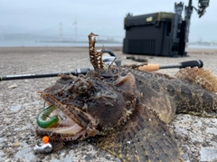 トウベツカジカの釣果