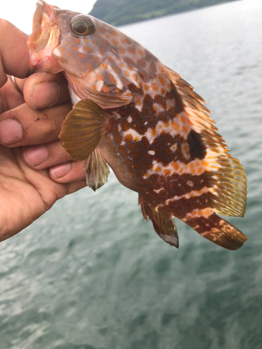 アコウの釣果