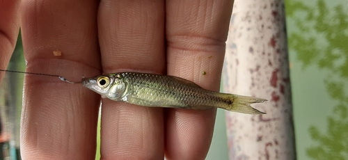 クチボソの釣果