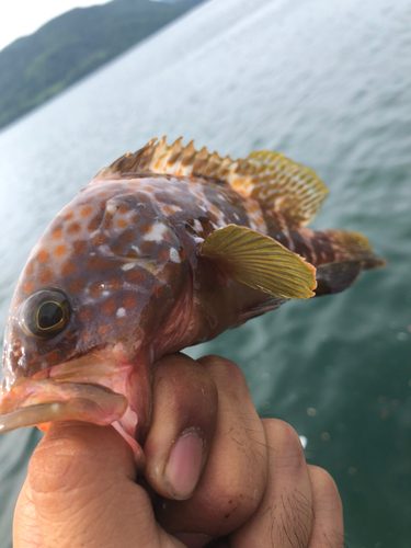 アコウの釣果