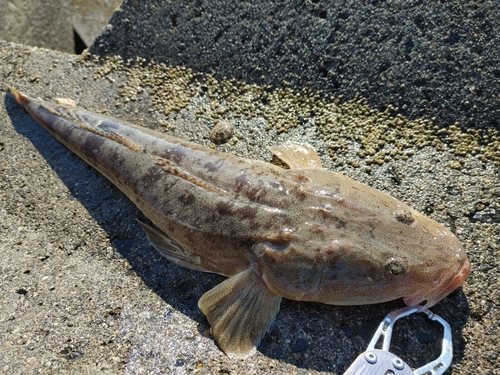 マゴチの釣果