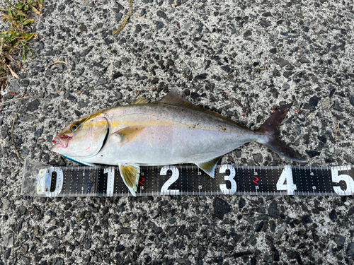 ショゴの釣果