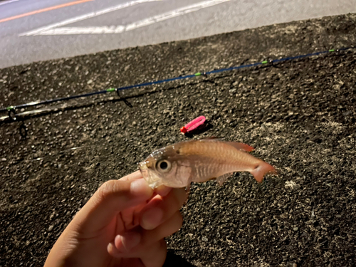 ネンブツダイの釣果