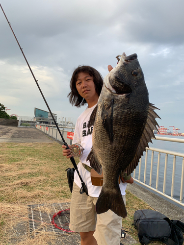 チヌの釣果