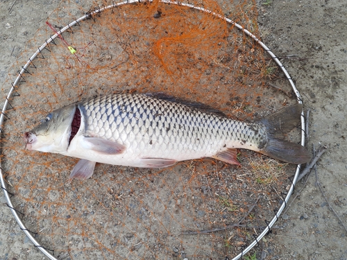 コイの釣果