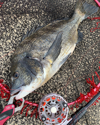 チヌの釣果