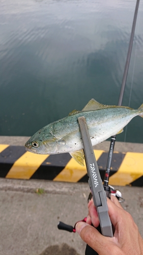 ワカシの釣果