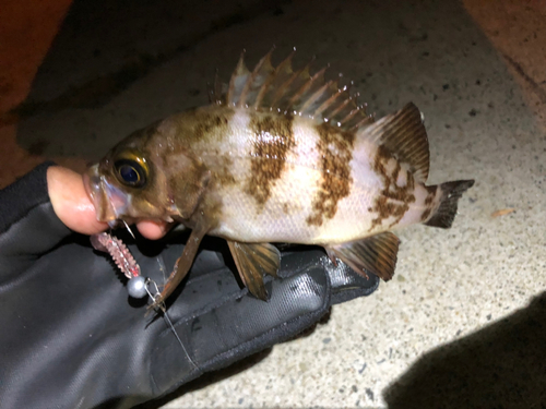 メバルの釣果