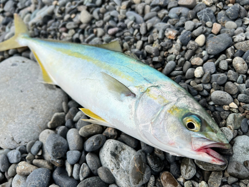 ワカシの釣果