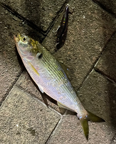 コノシロの釣果