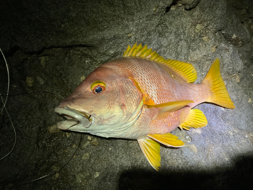 シブダイの釣果