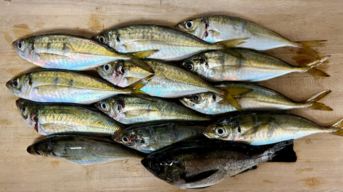 アジの釣果