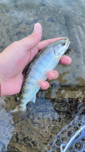 ヤマメの釣果