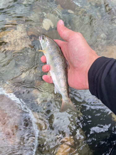 ヤマメの釣果