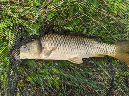 コイの釣果