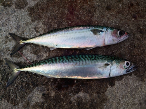 サバの釣果