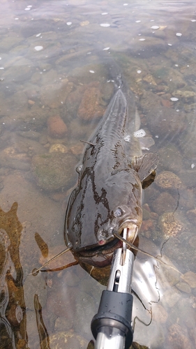 ナマズの釣果