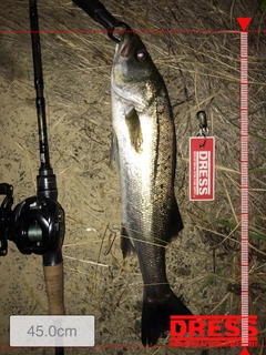 シーバスの釣果