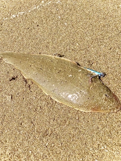 シタビラメの釣果