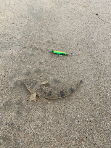 マゴチの釣果